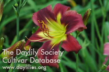 Daylily Blood from a Turnip